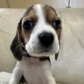 ビーグル