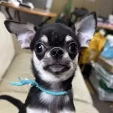 チワワ(スムース)