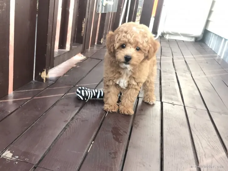 ID:1808-01426の子犬