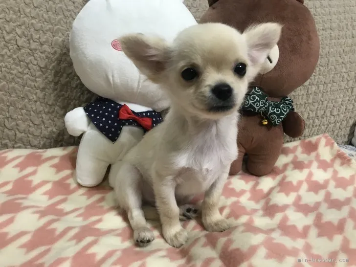ID:1810-01696の子犬