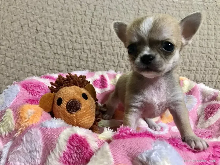 ID:1810-01698の子犬