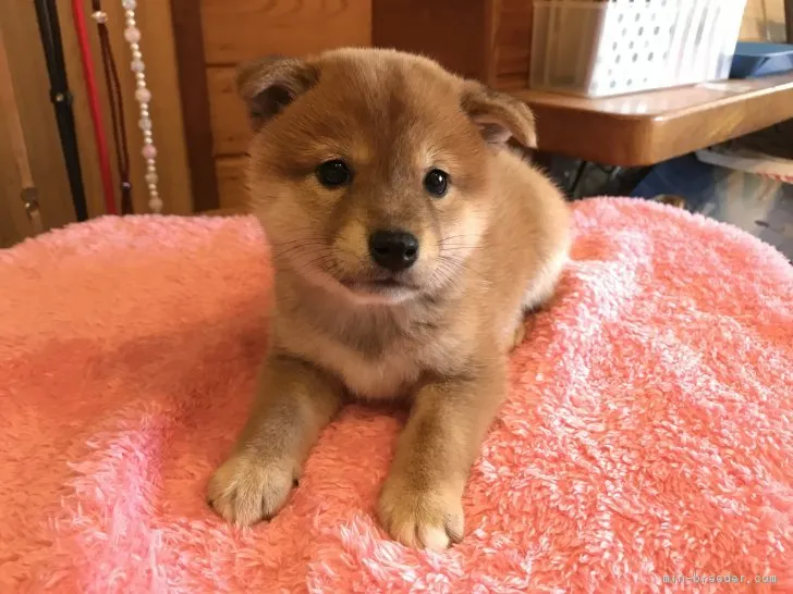 ID：1809-01760の子犬