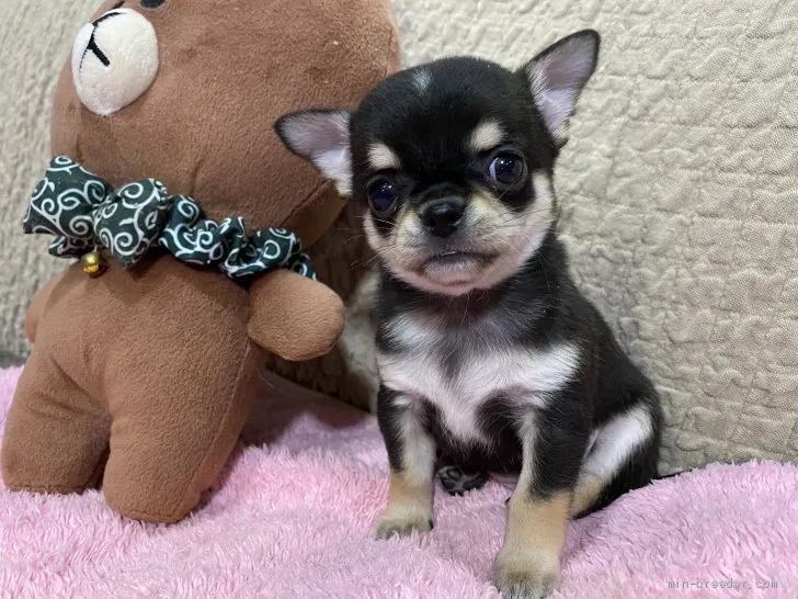 くり 様のお迎えした子犬