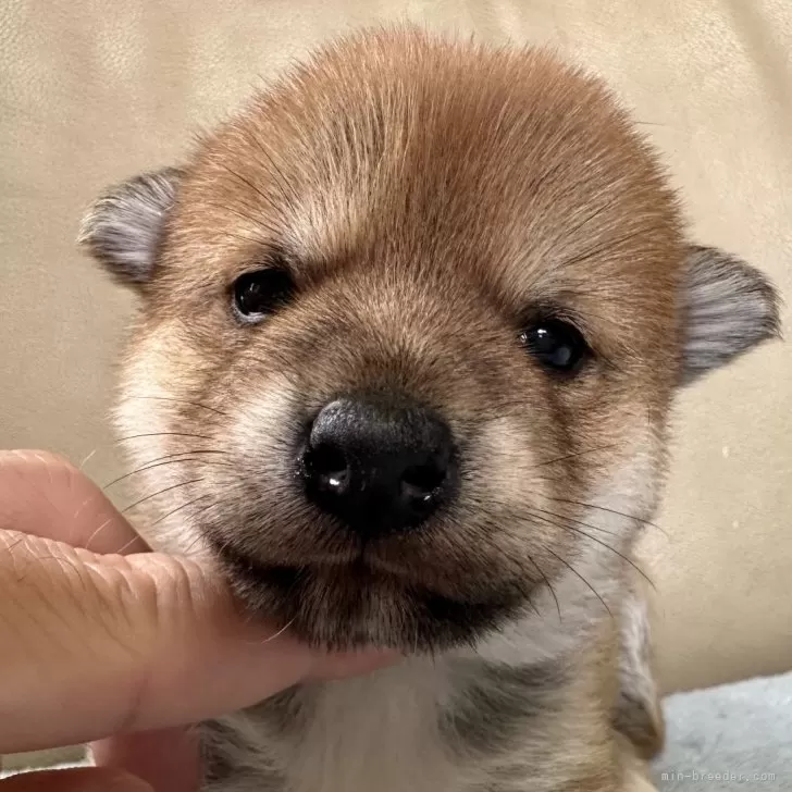 K.S 様のお迎えした子犬