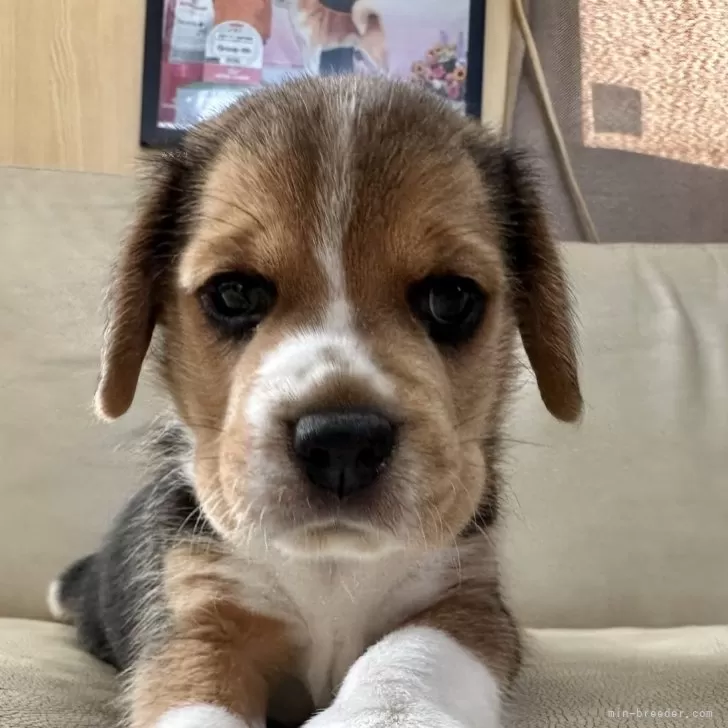 ID:2406-05182の子犬