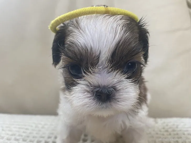 シーズー【北海道・女の子・2021年8月16日・ホワイト&amp;ゴールド】の写真1