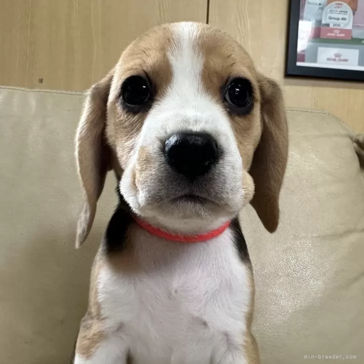 ID:2312-04990の子犬