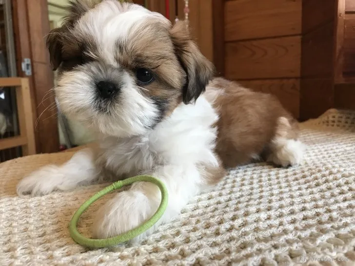 ID：1901-02185の子犬