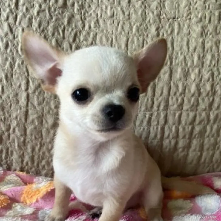 T.I 様のお迎えした子犬