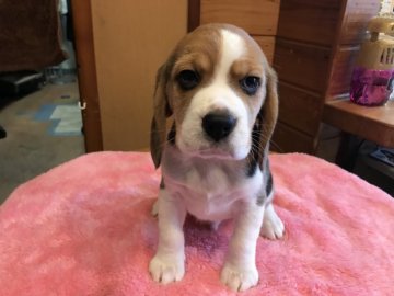 ビーグル【北海道・男の子・2018年12月8日・ブラック・タン&ホワイト】の写真「ムスッとした顔してますがご機嫌です」