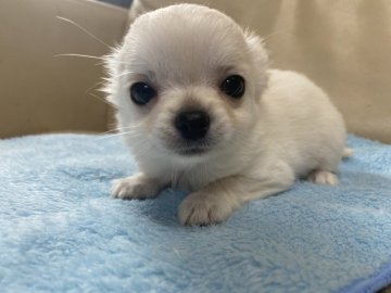 チワワ(ロング)【北海道・男の子・2021年9月9日・クリーム】の写真「しっぽフリフリ」