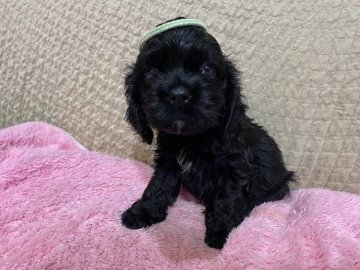 アメリカンコッカースパニエル【北海道・女の子・2020年8月31日・ブラック】の写真「クリクリおめめ」