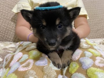 柴犬(標準サイズ)【北海道・男の子・2019年11月28日・黒】の写真「甘えんぼ男子」