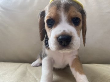 ビーグル【北海道・女の子・2022年4月5日・ブラックタン&ホワイト】の写真「ムチムチコロコロ」