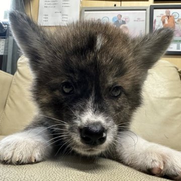 秋田犬【北海道・男の子・2024年7月8日・虎】の写真「父ロイヤルカナンアワード受賞犬」