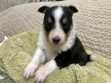 シェットランドシープドッグ【北海道・女の子・2019年5月20日・トライ】の写真「綺麗系女子」