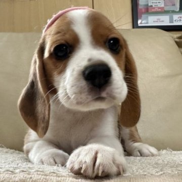 ビーグル【北海道・女の子・2023年7月12日・ブラック、タン&ホワイト】の写真「ムチムチコロコロ」