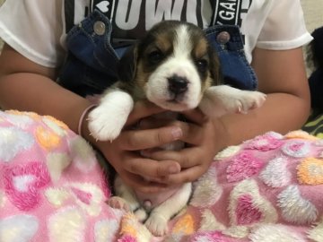 ビーグル【北海道・女の子・2019年5月10日・ブラック、タン&ホワイト】の写真「両親アメリカチャンピオン直子 母JKCチャンピオン」