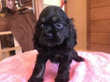 アメリカンコッカースパニエル【北海道・女の子・2019年3月22日・ブラック&タン】の写真「マイペース女子」