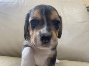 ビーグル【北海道・女の子・2022年4月5日・ブラックタン&ホワイト】の写真「ムチムチコロコロ」