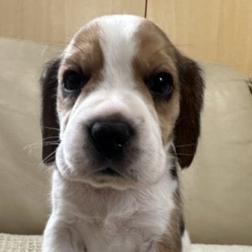 ビーグル【北海道・男の子・2023年1月11日・ブラック、タン&ホワイト】の写真「両親JKCチャンピオン」