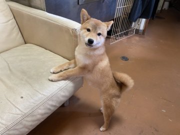 柴犬(標準サイズ)【北海道・女の子・2019年11月28日・赤】の写真「小ぶりで可愛らしいお顔です」