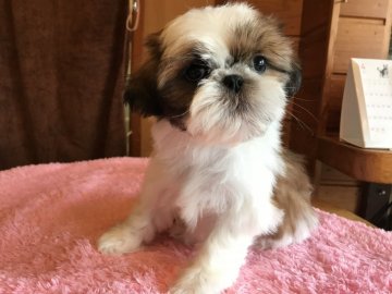 シーズー【北海道・男の子・2019年1月4日・ゴールド&ホワイト】の写真「おっとり男子」