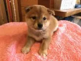 柴犬(標準サイズ)【北海道・女の子・2018年8月27日・赤】の写真1