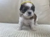 シーズー【北海道・女の子・2021年8月16日・ホワイト&ゴールド】の写真2