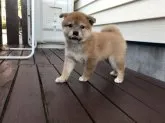 柴犬(標準サイズ)【北海道・女の子・2018年8月27日・赤】の写真4