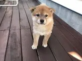 柴犬(標準サイズ)【北海道・女の子・2018年8月27日・赤】の写真5