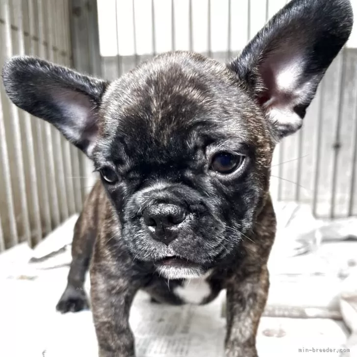 フレンチブルドッグ【福岡県・女の子・2025年8月29日・ブリンドル】の写真1