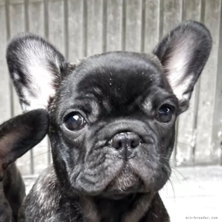 S.M 様のお迎えした子犬