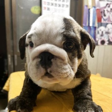ブルドッグ【福岡県・女の子・2025年4月15日・ブリンドル】の写真「陽気でマイペースな女の子」