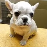 フレンチブルドッグ