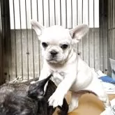 フレンチブルドッグ