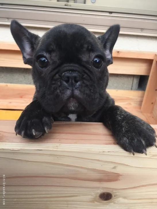 ID:1901-01401の子犬