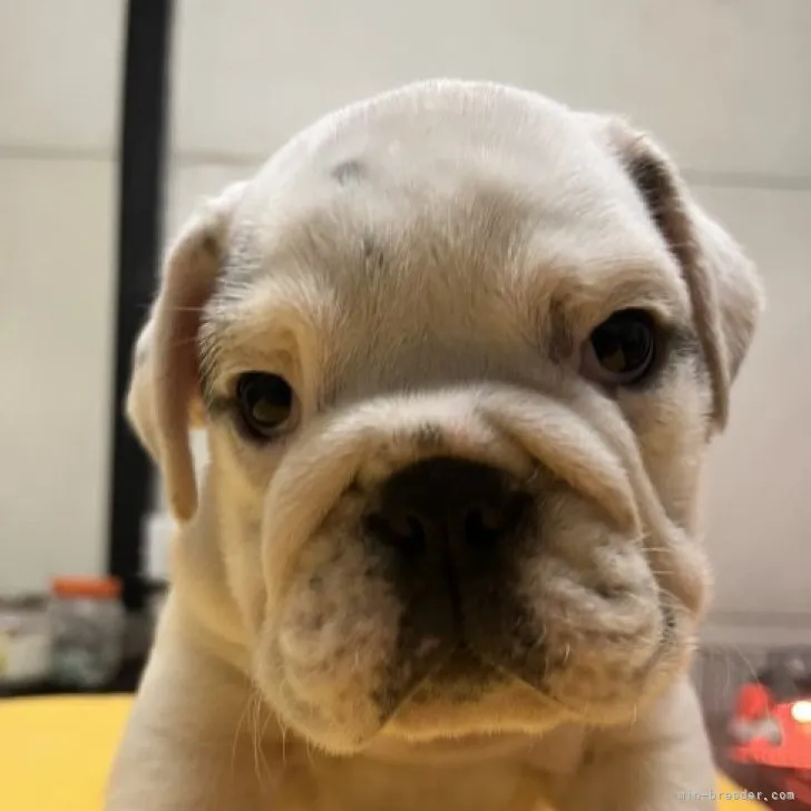 ID：2304-03582の子犬
