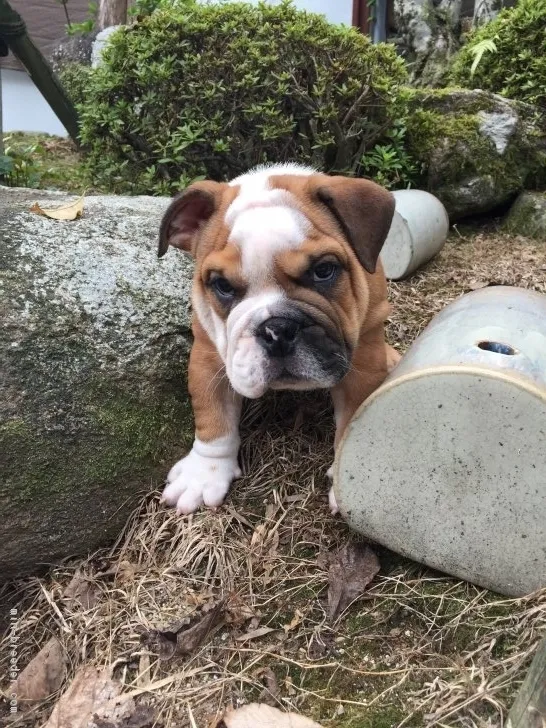 JB 様のお迎えした子犬