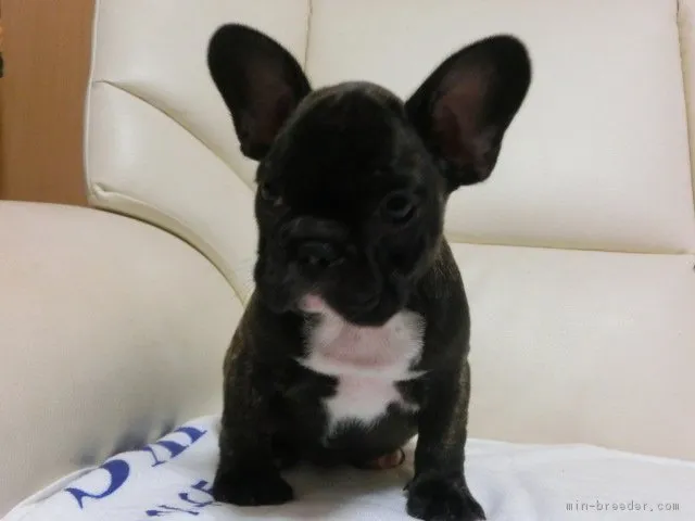ID：1612-00264の子犬