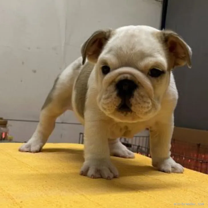 ID:2304-03574の子犬