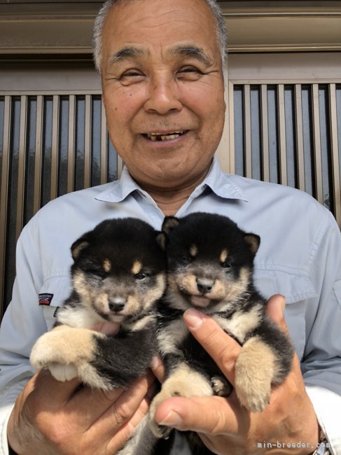 豆柴ブリーダーの佐藤里美です。｜佐藤　里美(さとう　さとみ)ブリーダー(大分県・柴犬など・KCジャパン登録)の紹介写真1