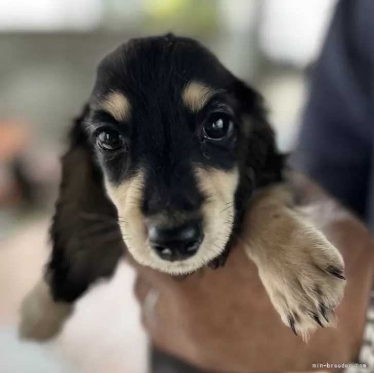 ID:2507-05537の子犬