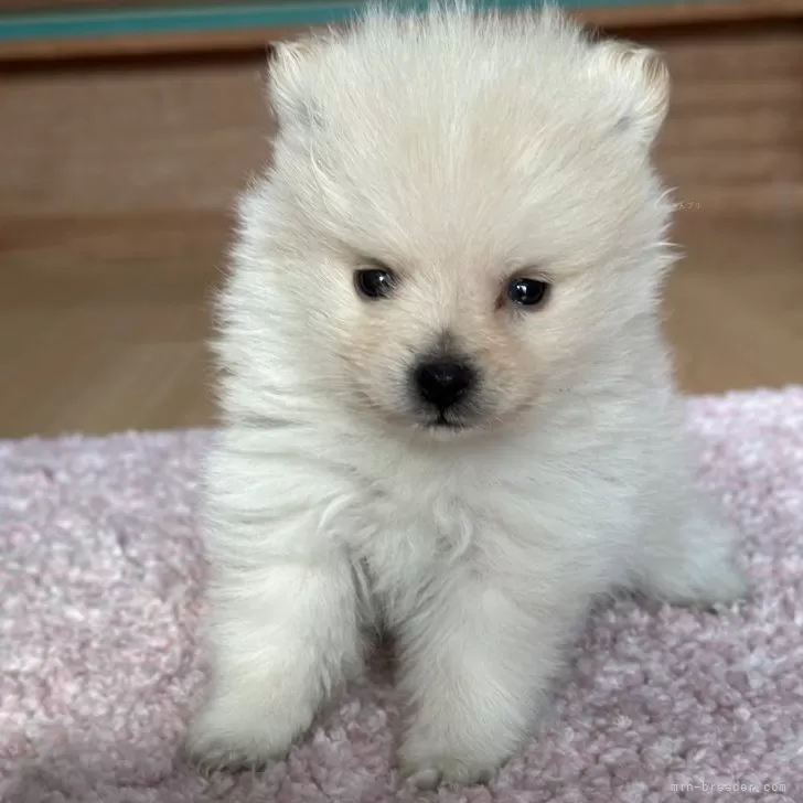 ID:2501-05144の子犬