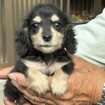 ミニチュアダックスフンド(ロング)【大分県・女の子・2025年10月5日・ブラックイエロー】の写真「小ぶりの可愛い女の仔です。」