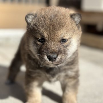 柴犬(豆柴)【大分県・男の子・2025年1月14日・赤】の写真「⭐︎可愛い顔の男の仔⭐︎」