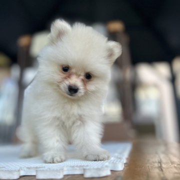 ポメラニアン【大分県・男の子・2025年6月16日・クリーム】の写真「⭐︎可愛いフワッフワの男の仔⭐︎」