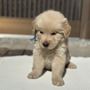 ゴールデンレトリバー【大分県・男の子・2024年10月15日・ゴールド】の写真「⭐︎可愛いおっとり男の仔⭐︎」