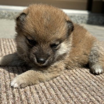 大分県の甲斐犬の子犬を探す｜ブリーダー直販の子犬販売