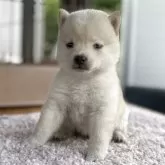 豆柴